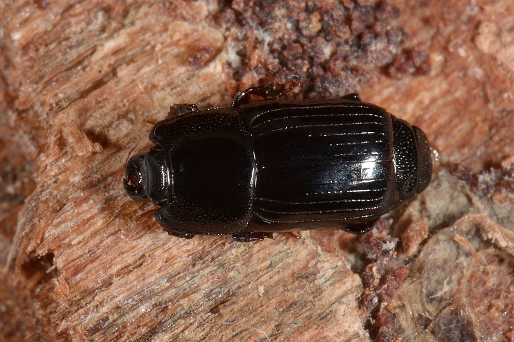 Cylister elongatus (Histeridae)